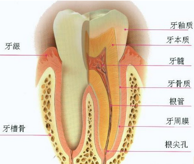 牙齿的构造